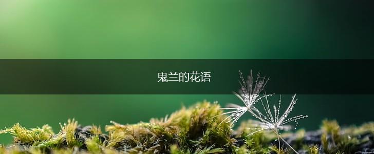 鬼兰的花语,第1张