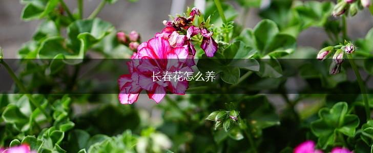 长春花怎么养,第1张
