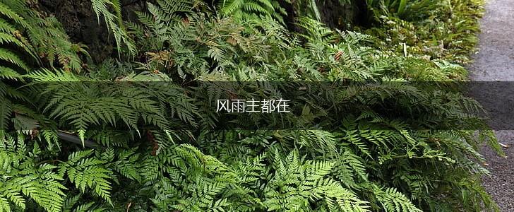 风雨主都在,第1张