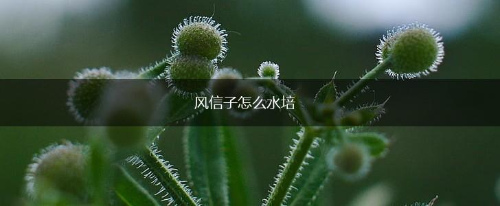 风信子怎么水培,第1张