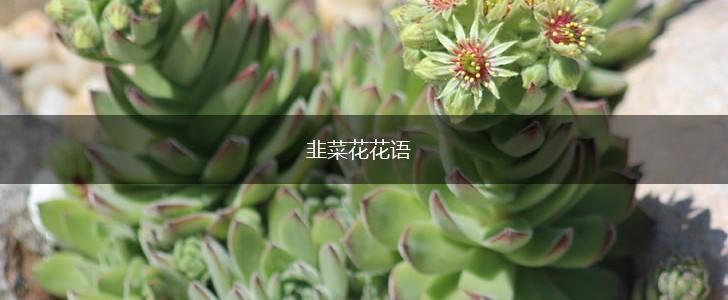 韭菜花花语,第1张