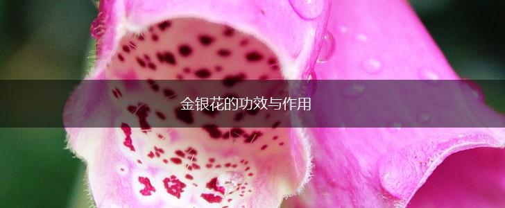 金银花的功效与作用,第1张