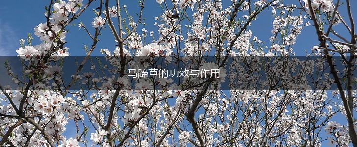 马蹄草的功效与作用,第1张