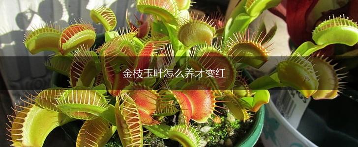 金枝玉叶怎么养才变红,第1张