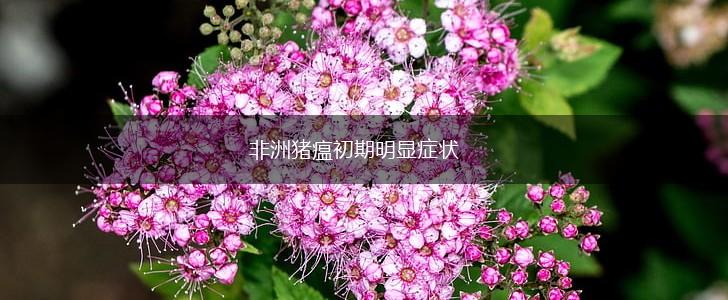 非洲猪瘟初期明显症状,第1张