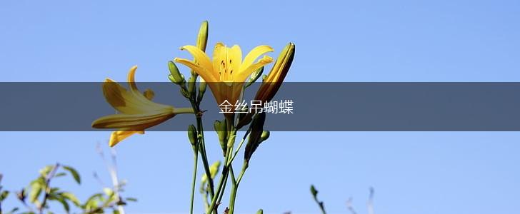 金丝吊蝴蝶,第1张