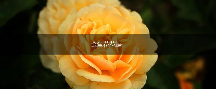 金鱼花花语,第1张