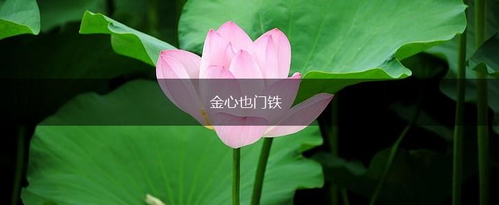 金心也门铁,第1张