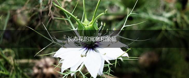 长寿花的寓意和象征,第1张