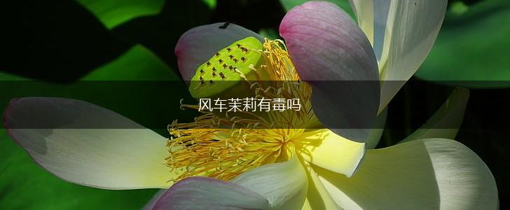 风车茉莉有毒吗,第1张
