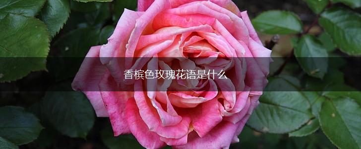 香槟色玫瑰花语是什么,第1张