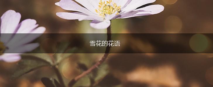 雪花的花语,第1张