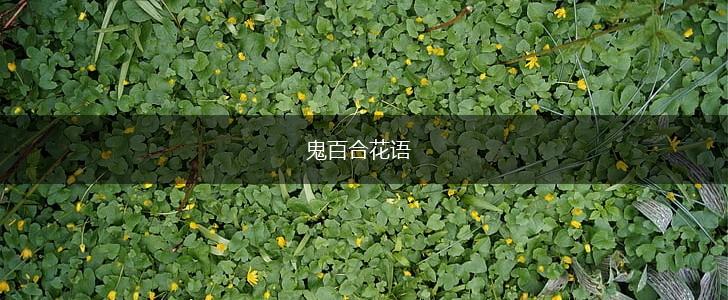 鬼百合花语,第1张