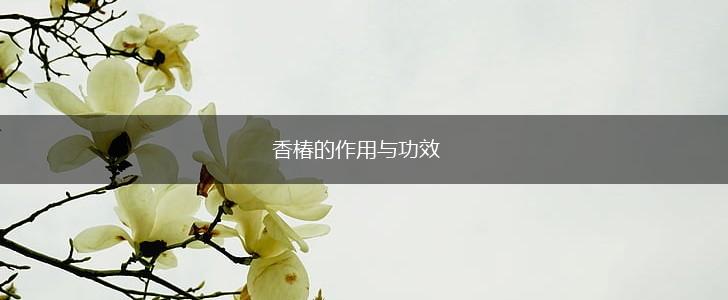 香椿的作用与功效,第1张
