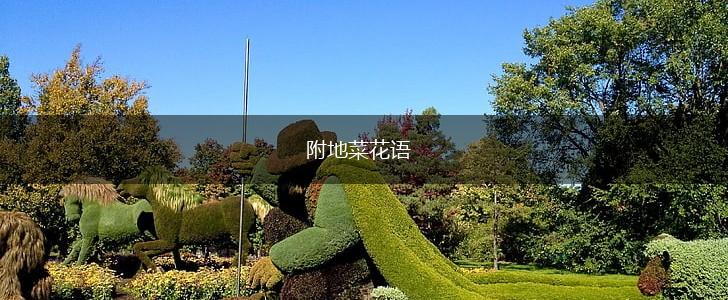 附地菜花语,第1张