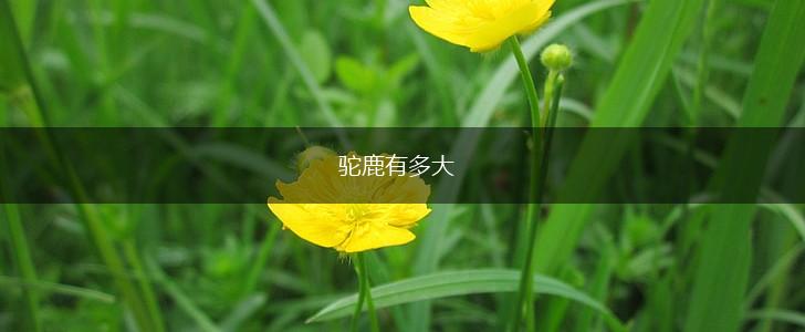 驼鹿有多大,第1张