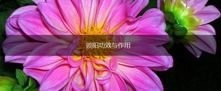 锁阳功效与作用,第1张