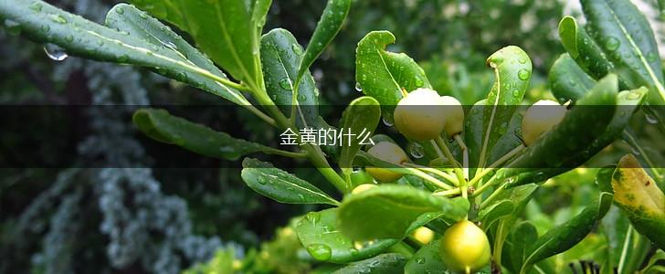 金黄的什么,第1张