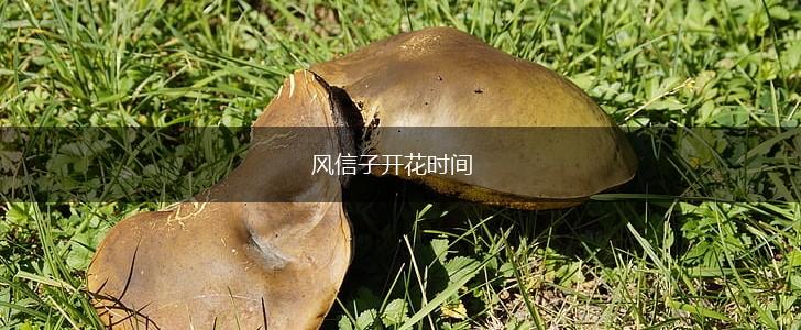 风信子开花时间,第1张