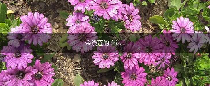 金线莲的吃法,第1张