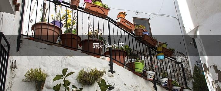 露娜莲多肉,第1张