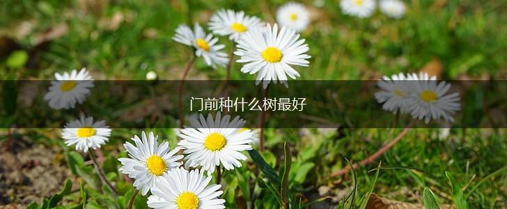 门前种什么树最好,第1张