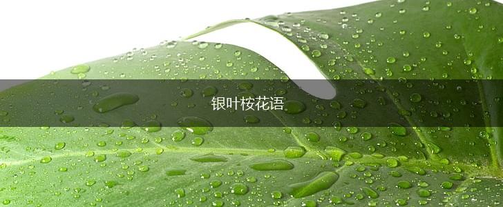 银叶桉花语,第1张