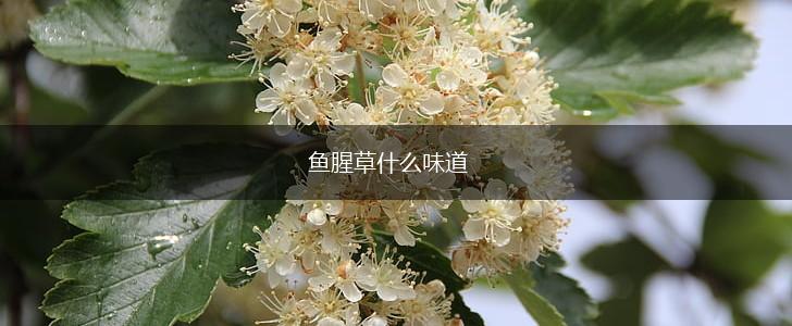 鱼腥草什么味道,第1张