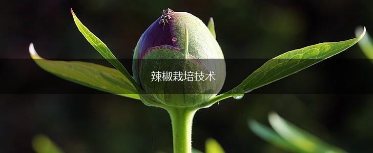 辣椒栽培技术,第1张 辣椒栽培技术,第1张