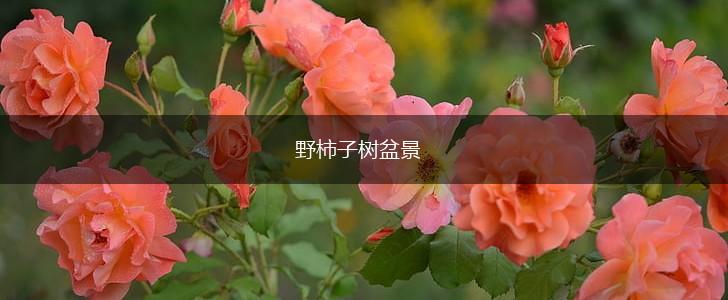 野柿子树盆景,第1张