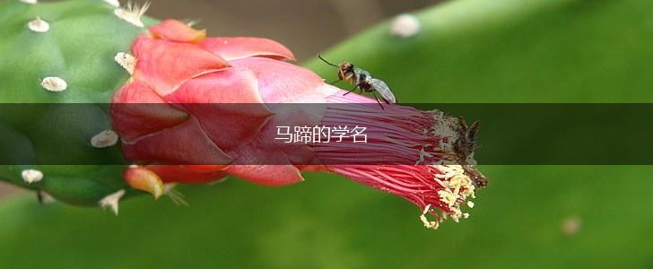 马蹄的学名,第1张 马蹄的学名,第1张