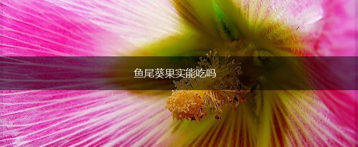 鱼尾葵果实能吃吗,第1张