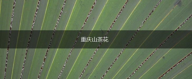 重庆山茶花,第1张 重庆山茶花,第1张