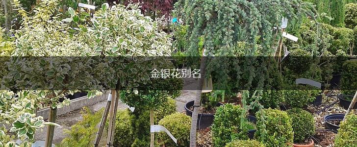 金银花别名,第1张