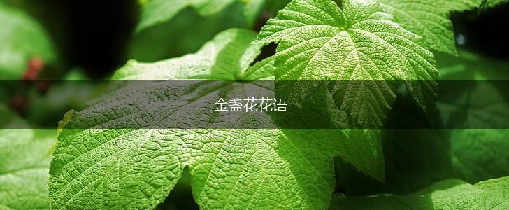 金盏花花语,第1张