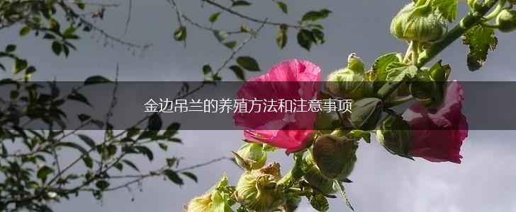 金边吊兰的养殖方法和注意事项,第1张