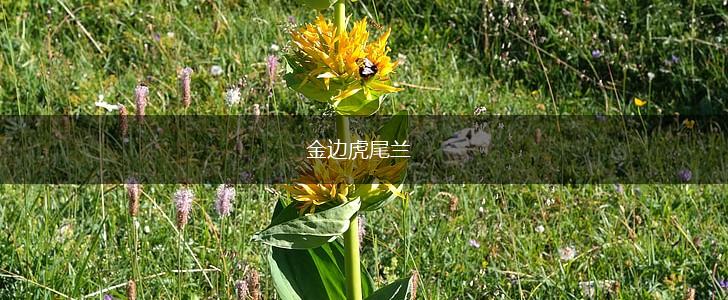 金边虎尾兰,第1张