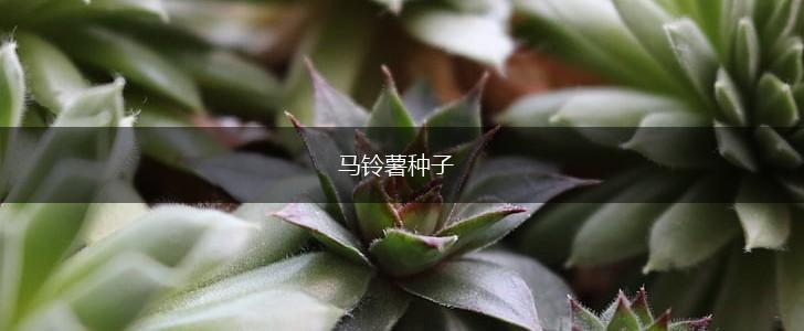 马铃薯种子,第1张