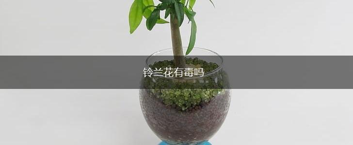 铃兰花有毒吗,第1张