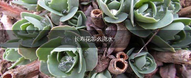 长寿花怎么浇水,第1张