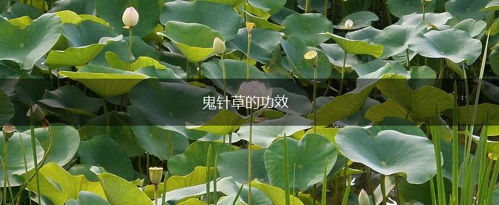 鬼针草的功效,第1张