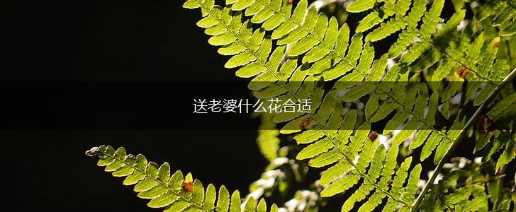 送老婆什么花合适,第1张