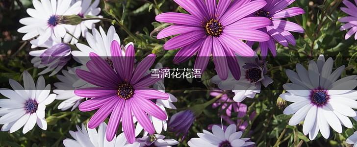 雪滴花花语,第1张