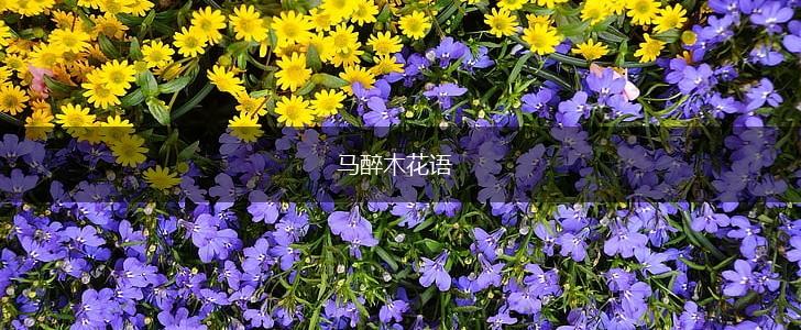 马醉木花语,第1张