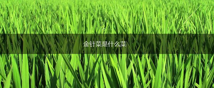 金针菜是什么菜,第1张