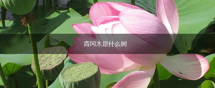 青冈木是什么树,第1张