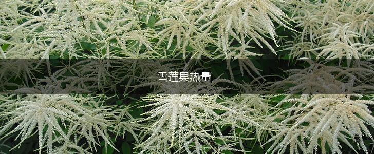 雪莲果热量,第1张