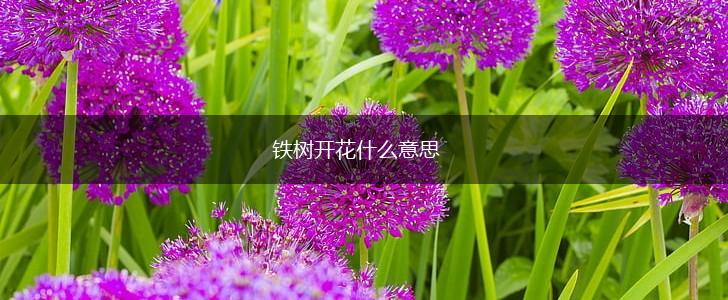 铁树开花什么意思,第1张