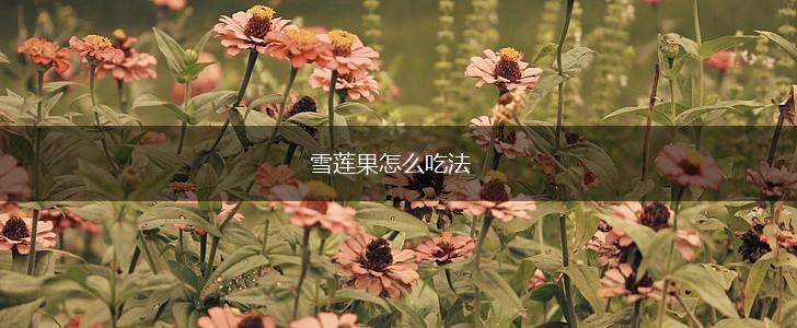 雪莲果怎么吃法,第1张