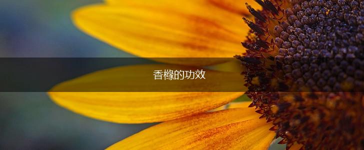 香橼的功效,第1张